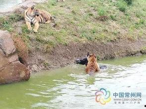 今日动物爆料最新消息新闻,最新奇特的动物新闻盘点 第3张 今日动物爆料最新消息新闻,最新奇特的动物新闻盘点 第3张